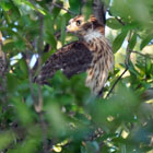 Hawk Chick Larry